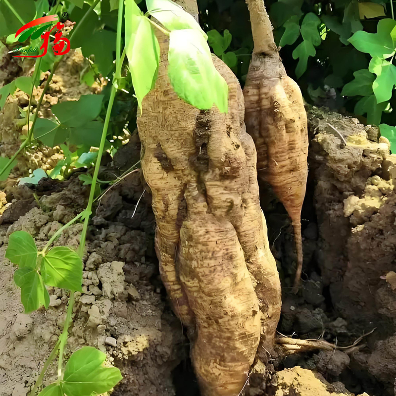 China Factory Natural Kudzu Root Extract Puerarin With 25% 60% 98% For Option