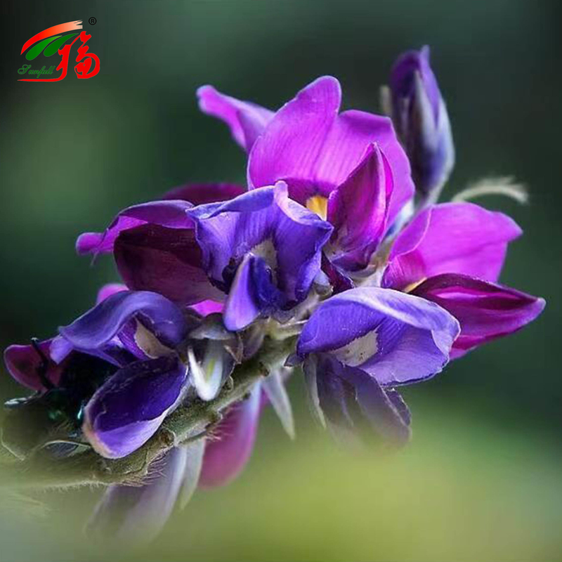 China Factory Natural Kudzu Root Extract Puerarin With 25% 60% 98% For Option