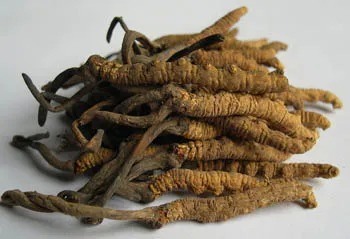 Cordyceps Sinensis Extract Powder with 10% Polysaccharides for Anti-Asthmatic Functional Food in Fine Brown Yellow Powder