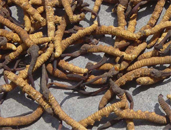 Cordyceps Sinensis Extract Powder with 10% Polysaccharide for Anti-Inflammatory Fine Brown Yellow Powder
