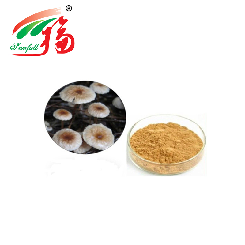 High Quality Marasmius Androsaceus Extract Powder with 80 Mesh Size 2 Years Lifetime and 20t/Year Production Capacity