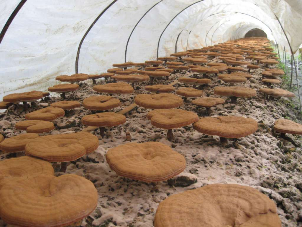 Reishi Mushroom Extract 50% Polysaccharides from Fruiting Body for Functional Food and Health Care Products