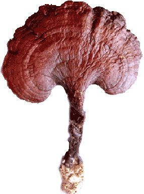 Reishi Mushroom Extract Powder with 30% Polysaccharides for Functional Food to Enhance Immunity and Improve Sleep