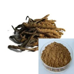 Food Grade Cordyceps Sinensis Extract with Anti-Cancer Properties and Fine Brown Yellow Powder for Health Care