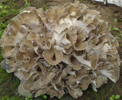 Fine Brown Yellow Maitake Mushroom Extract Powder with 40% Polysaccharides for Immunity Enhancement and Anti-tumor Activity