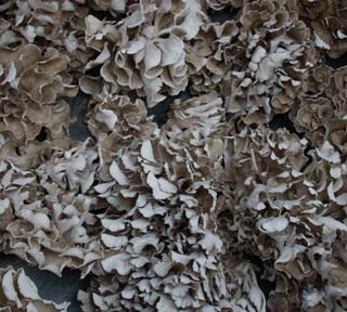 Fine Brown Yellow Powder Maitake Mushroom Extract with 50% Polysaccharides for Functional Food and Health Care Products to Enhance Immunity and Anti-tumor Activity