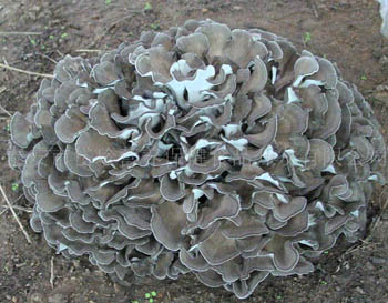 Fine Brown Yellow Maitake Mushroom Extract Powder 30% Polysaccharides for Tablet and Capsule Application to Enhance Immunity