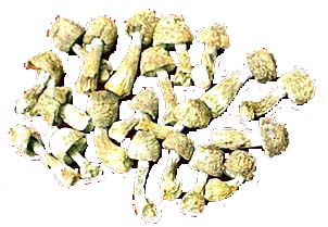 Agaricus Blazei Extract Powder with 30% Polysaccharides for Functional Food and Health Care Products