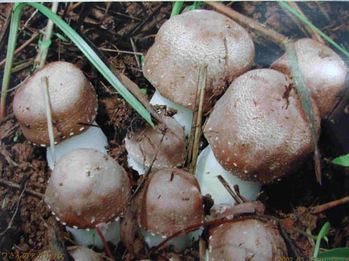 Agaricus Blazei Extract Powder with 50% Polysaccharides for Functional Food and Health Care Products