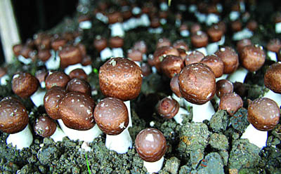 Agaricus Blazei Extract Powder with 20% Polysaccharides for Functional Food and Health Care Products