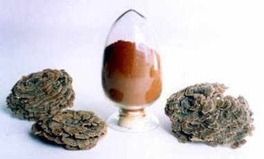 Coriolus Versicolor Extract 30% Polysaccharides for Functional Food with Blood Sugar Regulation and Phlegm Reduction