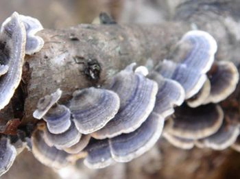 Coriolus Versicolor Extract 40% Polysaccharides for Functional Food to Regulate Blood Sugar and Reduce Phlegm