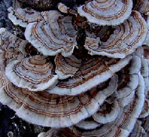 Coriolus Versicolor Extract 50% Polysaccharides for Functional Food with Blood Sugar Regulation and Phlegm Reduction