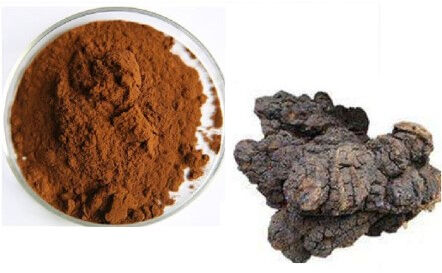 Chaga Extract Powder 40% Polysaccharides Fine Brown Yellow Powder for Food and Health Care Applications