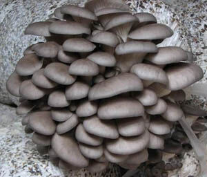 Oyster Mushroom Extract Powder with 50% Polysaccharides for Functional Food and Anti-Tumor Benefits
