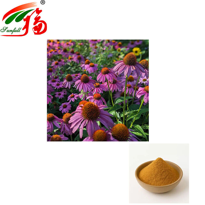 Factory Direct Echinacea Extract 4% Polyphenols 1-4% Cichoric Acid Immune Boosting Herbal Plant Extract