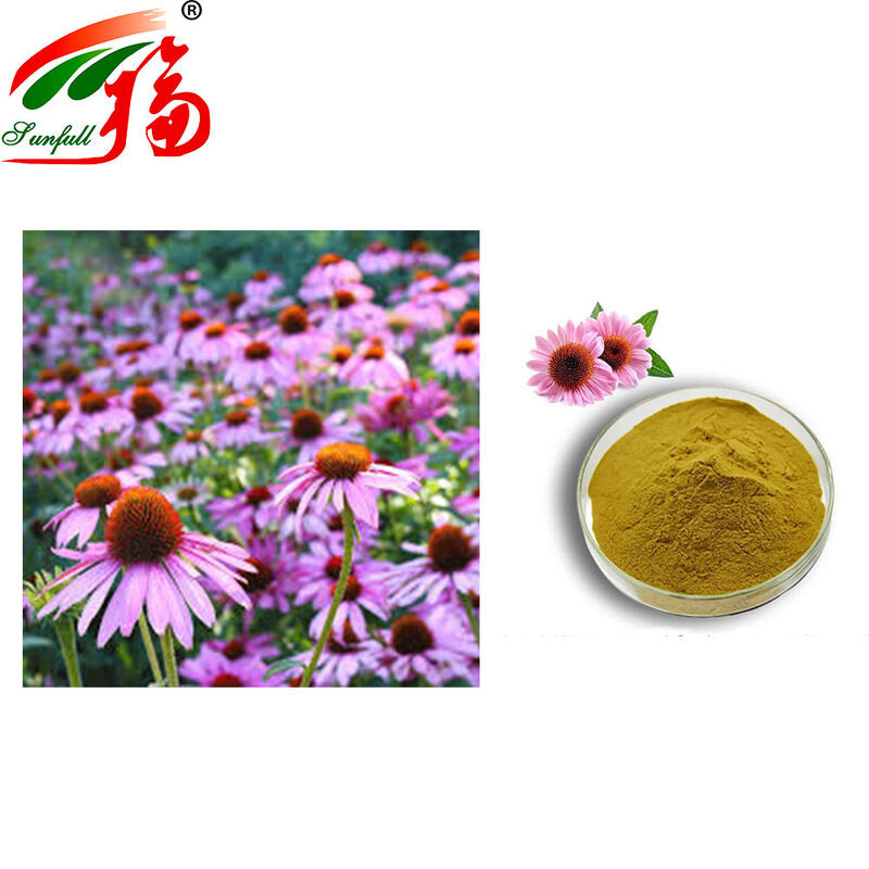 Factory Direct Echinacea Extract 4% Polyphenols 1-4% Cichoric Acid Immune Boosting Herbal Plant Extract