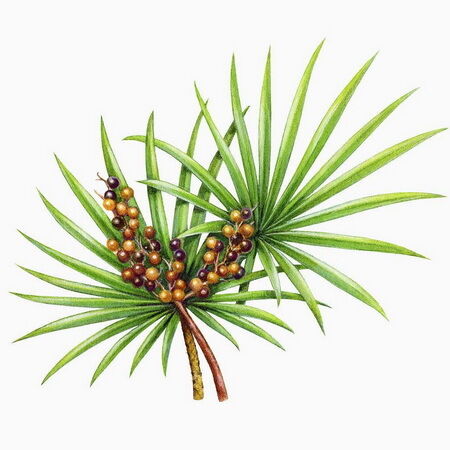 High Potency Saw Palmetto Extract 45% Fatty Acids (Serenoa Repens) -Premium Concentrate for Prostate Health & Advanced Formulations