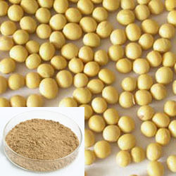 Soy Isoflavones Extract Powder – Natural Phytoestrogen from Soybean for Nutraceutical & Functional Food Applications