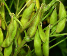 Soy Isoflavones Extract Powder – Natural Phytoestrogen from Soybean for Nutraceutical & Functional Food Applications