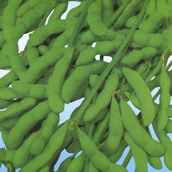 Soy Isoflavones Extract Powder – Natural Phytoestrogen from Soybean for Nutraceutical & Functional Food Applications