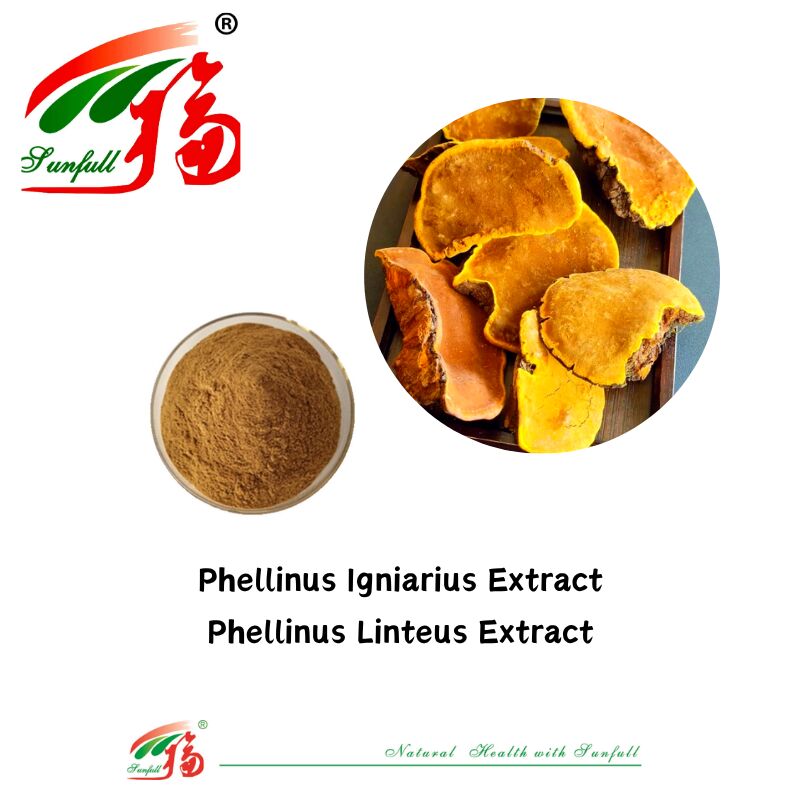 Natural Organic Ingredient Dietary Supplements Polysaccharide 10-30% Phellinus Igniarius /Ganoderma Lucidum/Chaga/Maitake / Shiitake Mushroom Extract Powder