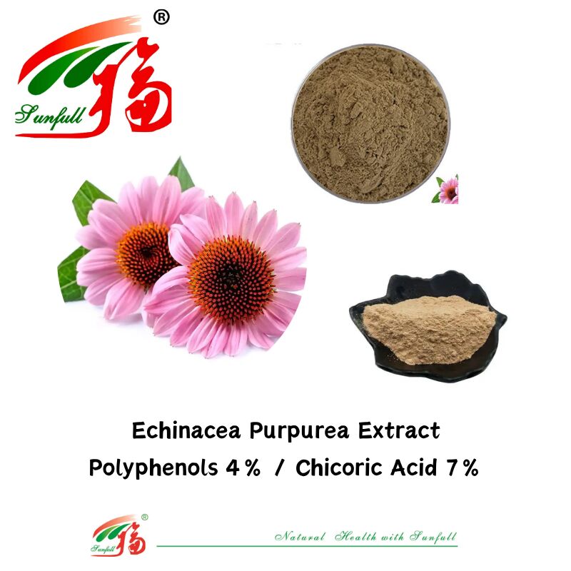 Herb Organic Plant Dietary Supplement Polyphenols 7% Cichoric Acid 4% Powder Echinacea Purpurea Extract