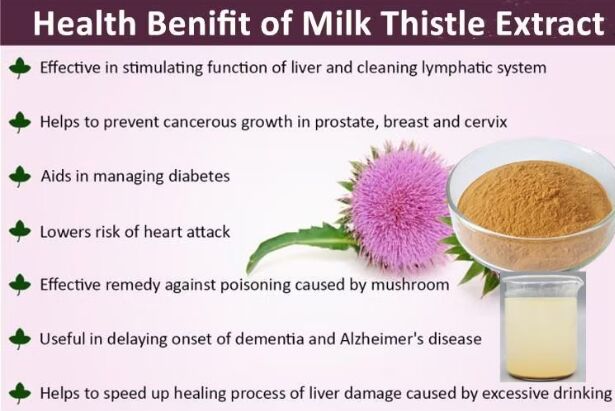 Herbal Silybum Marianum Plant Blessed Thistle Seed Powder 30% Silybins HPLC UV 40%~80% Liposome 40%-80% Silymarin Milk Thistle Extract for Liver Health