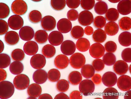 Sunfull Food Grade Antioxidants Health Supply High Quality 1%-10% Natural Haematococcus Pluvialis Extract/Astaxanthin Powder