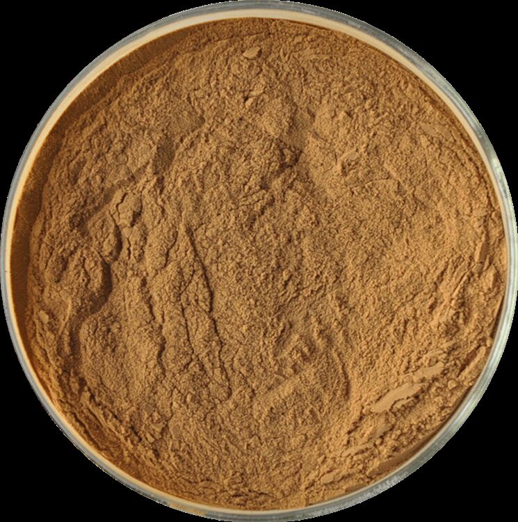 Promote Men's Health Natural High Quality Fenugreek Seed Extract Saponins 20% / Phenylethanoid Glycosides 40% /Echinacoside 8% Cistanche Extract