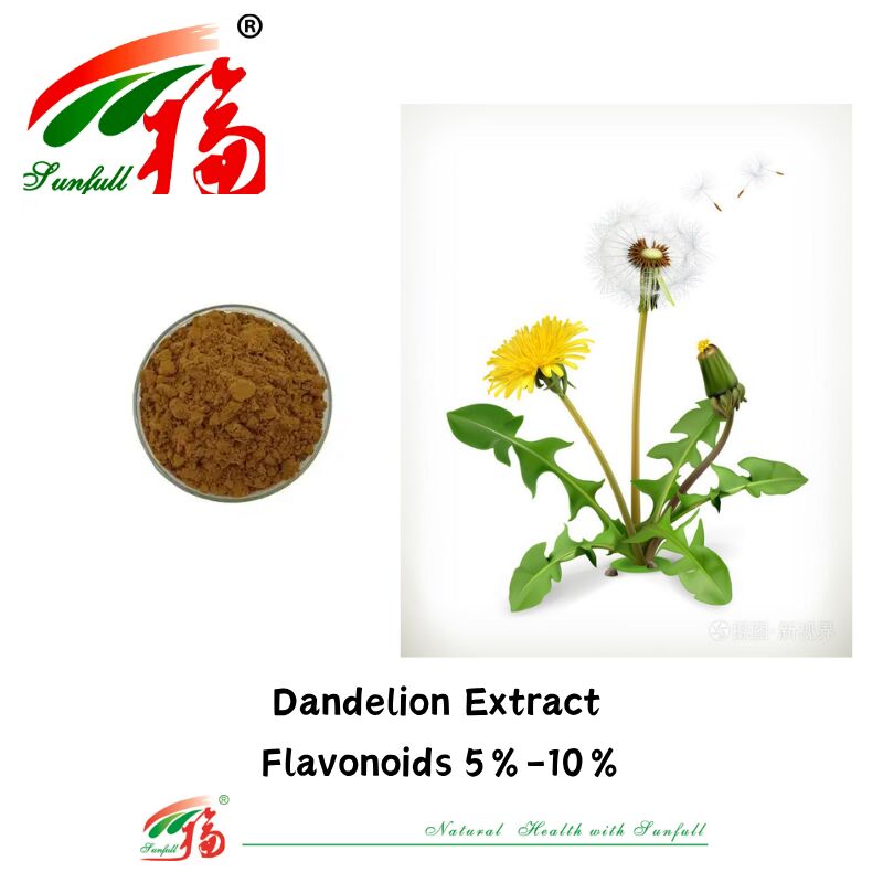 Food Grade Dandelion Herb Dandelion Leaves Extract Powder Natural Flavonoids 5%-10% Organic Dandelion Extract