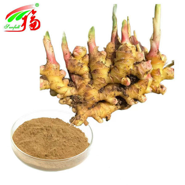 Ginger Extract Ginger Root Extract Gingerols 10% 5% 1% Digestive Comfort Respiratory Support and Joint Mobility