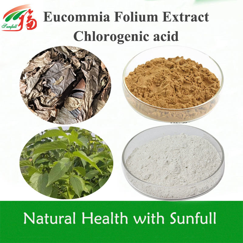 Eucommia Leaf Extract 5%-99% Chlorogenic Acid in Stock CAS 327-97-9