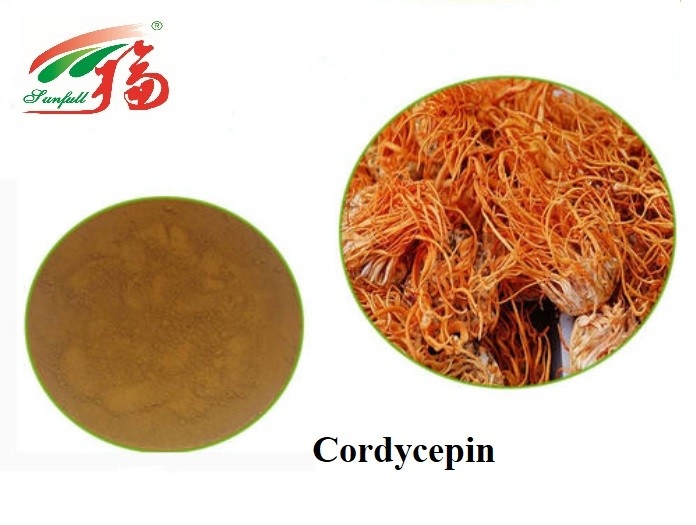 UV Cordyceps Sinensis Mushroom Extract 20% - 40% Polysaccharides Powder