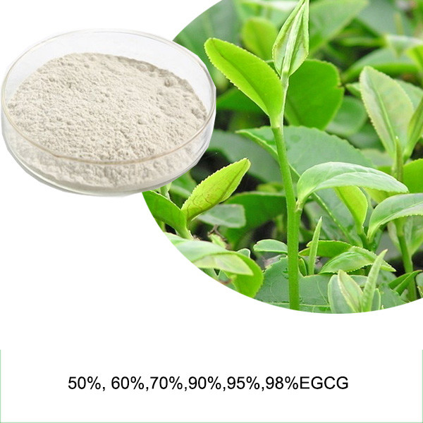 Herbal Green Tea Leaf Extract Polyphenols Catechins EGCG Epicatechin Supplement