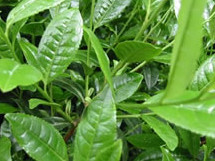 Epicatechin Active Pharmaceutical Ingredient EC Green Tea Botanical Extract