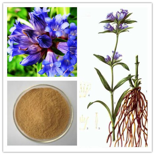Pure Gentian Root Extract Powder 60% Gentiopicroside For Skin Inflammation