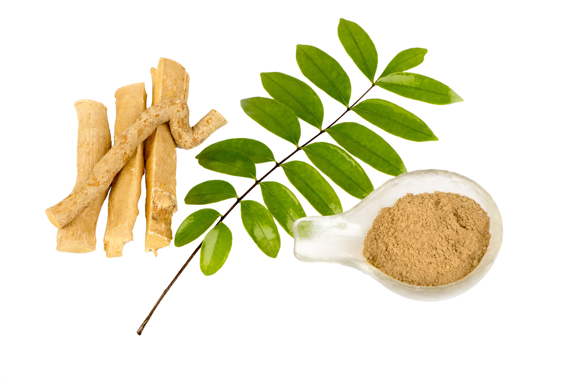 0.5% Eurycomanone Extract Eurycoma longifolia Root Extract Powder For Anti Pyretic Activity