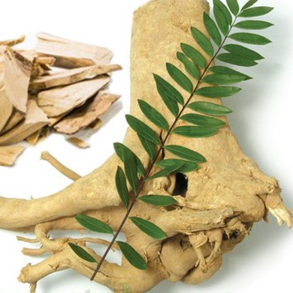 Anti Viral Eurycoma longifolia Supplement 2.5% Eurycomanone Eurycoma longifolia For Fatigue Recovery