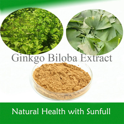 Natural Ginkgo Biloba Extract 24% Ginkgoflavoglycosides 6% Terpene Lactones