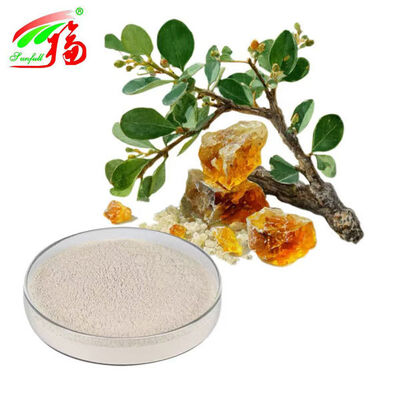 Forsythia Extract Powder Phillyrin Forsythia Suspensa Extract